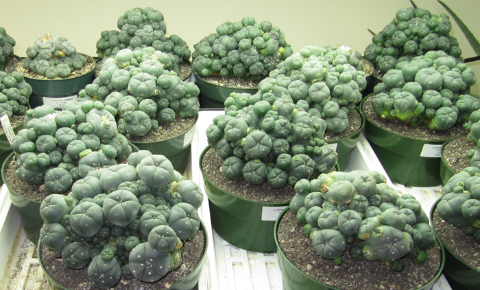 Lophophora Williamsii var caespitosa